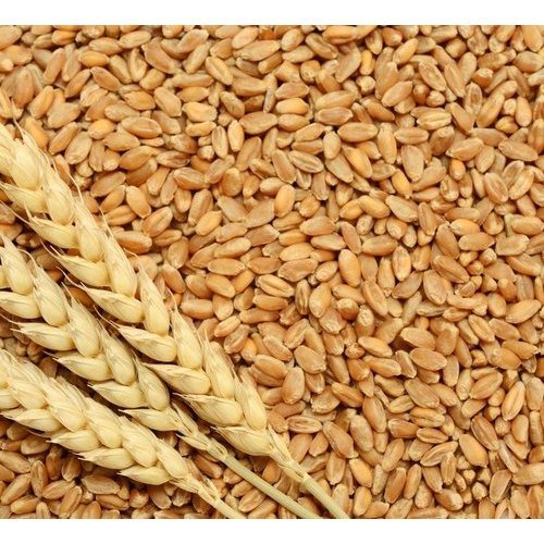 Wheat Sharbati - Premium