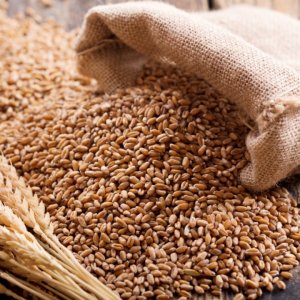 Wheat Sharbati - Superior